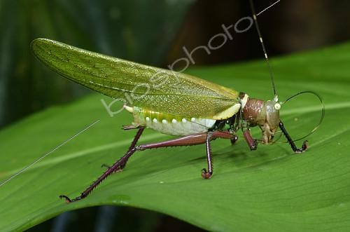 Biosphoto | 2074668 | Katydid (Moncheca sp) cleaning one of his antennas on a leaf in forest, Amazonian Park of Guyana, French Guiana | &copy; Jean-Yves Grospas / Biosphoto