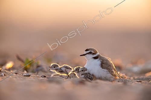 Biosphoto | 2576979 | Kentish Plover (Charadrius alexandrinus) - Adults with chicks on a beach in Calvados, Normandy. | &copy; Michael Adam / Biosphoto