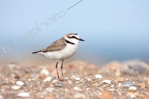 Biosphoto | 2596338 | Kentish Plover (Charadrius alexandrinus), Ebro River Delta, Spain | &copy; Eduardo Ayala-Santibañez / Biosphoto