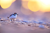 Biosphoto | 2621612 | Kentish Plover (Charadrius alexandrinus) male on the strandline at sunset on a landing beach, Normandy, France. | &copy; Christophe Perelle / Biosphoto