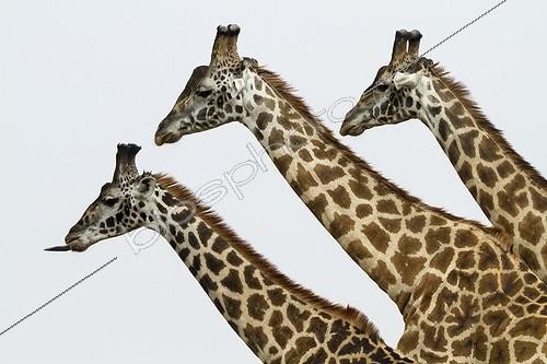 Biosphoto | 2066081 | Kenya, Masai-Mara Game Reserve, Girafe masai (Giraffa camelopardalis) | &copy; Michel & Christine Denis-Huot / Biosphoto