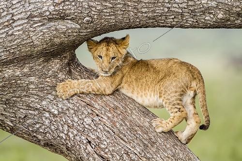 Biosphoto | 2066231 | Kenya, Masai-Mara game reserve, Lion (Panthera leo), cub | &copy; Michel & Christine Denis-Huot / Biosphoto