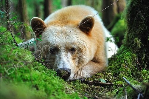 Biosphoto | 685964 | Kermode bear lying in the wet temperate forest Canada  | &copy; Fabrice Simon / Biosphoto
