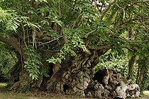 Biosphoto | 225491 | Kerséoc'h remarkable Chestnut tree France | &copy; Hervé Lenain / Biosphoto