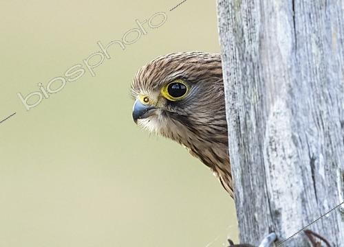 Biosphoto | 2628274 | Kestrel (Falco tinnunculus) behind a post, England | &copy; Frédéric Desmette / Biosphoto