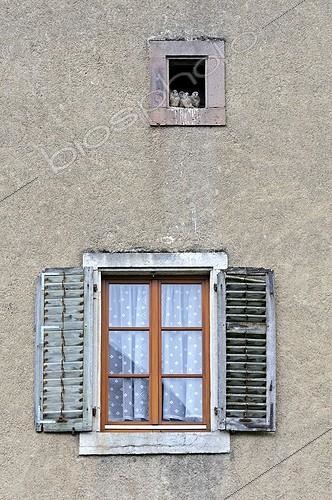 Biosphoto | 1768332 | Kestrel nest of the window in a farm France | &copy; Dominique Delfino / Biosphoto