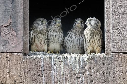 Biosphoto | 1768333 | Kestrel nest of the window in a farm France | &copy; Dominique Delfino / Biosphoto