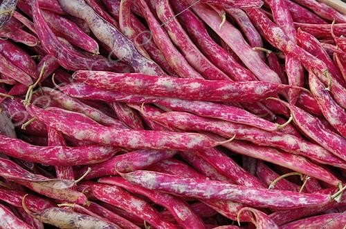 Biosphoto | 452046 | Kidney bean pods in close-up France | &copy; Philippe Giraud / Biosphoto