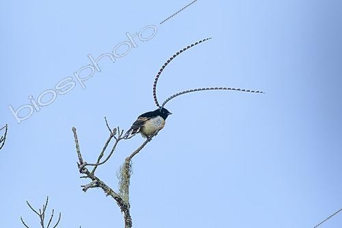 Biosphoto | 2620978 | King of Saxony Bird-of-paradise (Pteridophora alberti) male, Papua New Guinea | &copy; Régis Cavignaux / Biosphoto