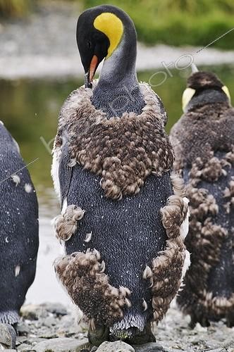 Biosphoto | 372256 | King penguin molting Antarctica | &copy; M. Harvey / Biosphoto