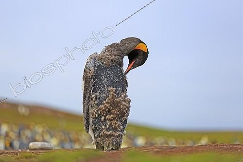 Biosphoto | 1997930 | King penguin moulting - Falkland Islands  ; During the moult, the new feathers push the old one out of the skin. The old one then open and fell. During this period, the penguins fast. They cannot go into the water as their plumage isn't waterproof.  | &copy; Alain Mafart-Renodier / Biosphoto