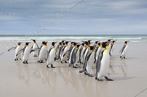 Biosphoto | 2456268 | King penguins (Aptenodytes patagonicus), Volunteer Point, East Falkland, Falklands | &copy; Marco Valentini / Biosphoto