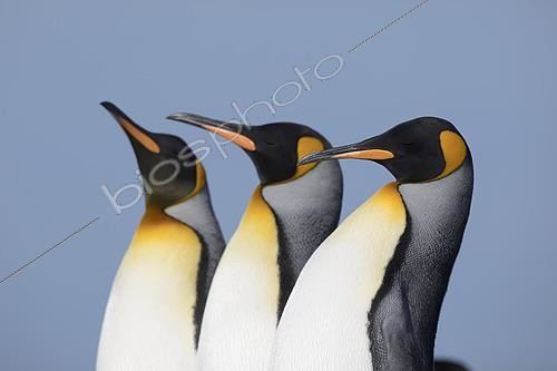 Biosphoto | 2456274 | King penguins (Aptenodytes patagonicus), Volunteer Point, East Falkland, Falklands | &copy; Marco Valentini / Biosphoto