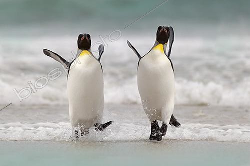 Biosphoto | 2576503 | King Penguins (Aptenodytes patagonicus) on the beach, Falkland Islands | &copy; Ondrej Prosicky / BIA / Biosphoto