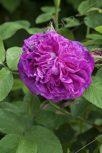 Biosphoto | 2090478 | 'King's Rose' rose (Portland rose) | &copy; Alexandre Petzold / Biosphoto