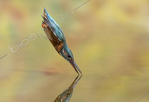 Biosphoto | 2154030 | Kingfisher (Alcedo atthis) diving, England | &copy; Frédéric Desmette / Biosphoto