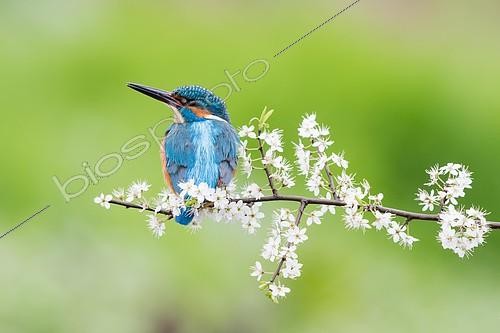 Biosphoto | 2156554 | Kingfisher (Alcedo atthis), male on blackthorn branch, Hesse, Germany, Europe | &copy; Wilfried Martin / imageBROKER / Biosphoto