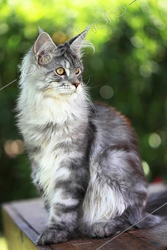 Biosphoto | 2526109 | Kitten Maine Coon aged 4 months sitting | &copy; Eric Guilloret / Biosphoto