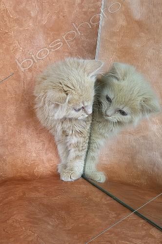 Biosphoto | 498896 | Kitten playing with his reflection in the mirror | &copy; Régis Cavignaux / Biosphoto