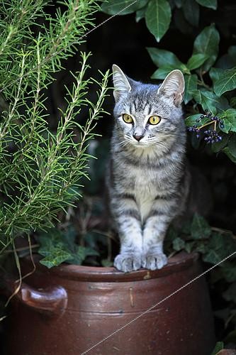 Biosphoto | 2087490 | Kitten sitting on a pottery in a garden | &copy; Eric Guilloret / Biosphoto