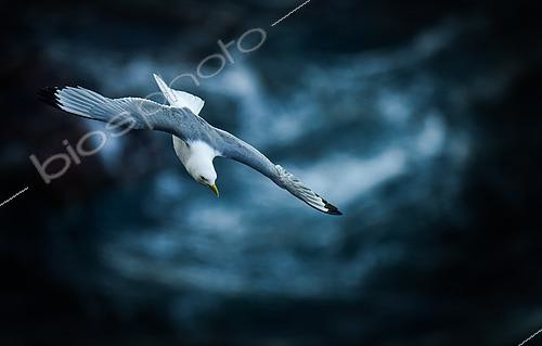 Biosphoto | 2450489 | Kittiwake (Rissa tridactyla), flying over its nest at Cape Fréhel, Brittany, France | &copy; Marc Tisseau / Biosphoto
