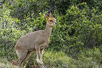 Biosphoto | 2626217 | Klipspringer (Oreotragus oreotragus) female standing in typical Nama Karoo habitat near Beaufort West, Western Cape, South Africa. A sure-footed African antelope in its rugged natural environment. | &copy; Roger de La Harpe / Biosphoto