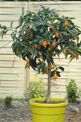 Biosphoto | 1958406 | Kumquat in fruit in a garden | &copy; Catherine Fruhinsholz / Biosphoto