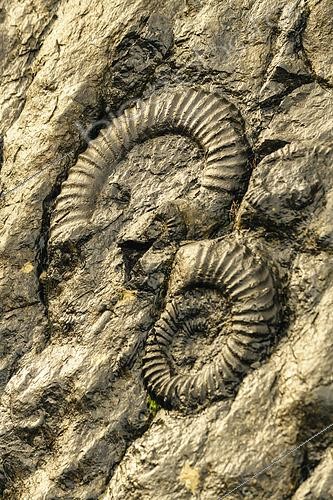 Biosphoto | 2462001 | La Dalle aux Ammonites au soleil levant sous la pluie. Sur 320 mètres-carrés, on compte plus de 1550 ammonites de toutes tailles, dont les plus grandes ont un diamètre de 70 cm ! Principale espèce : Coroniceras multicostatum (200 Ma), Réserve Géologique de Digne, Alpes de Haute Provence, France | &copy; Jean-Philippe Delobelle / Biosphoto