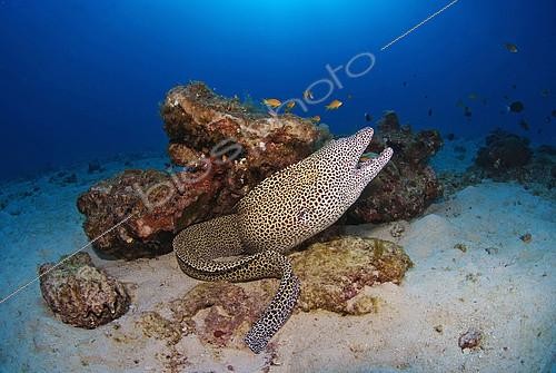 Biosphoto | 2148841 | Laced moray (Gymnothorax favagineus), in the reef, Madagascar, Indian Ocean. | &copy; Jean-Michel Mille / Biosphoto