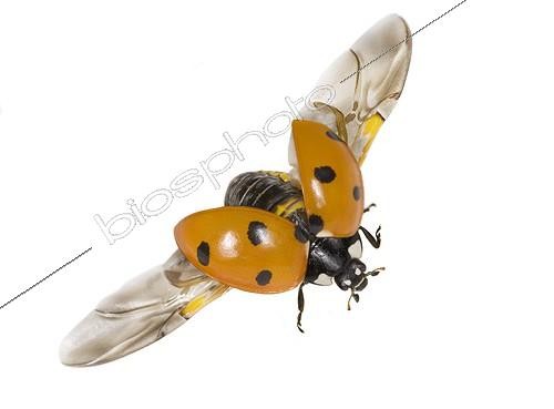 Biosphoto | 581960 | Lady Beetle flight   | &copy; Claudius Thiriet / Biosphoto