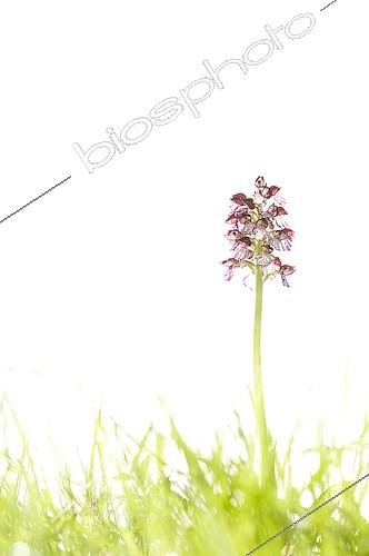 Biosphoto | 2148338 | Lady orchid (Orchis purpurea), Espagne | &copy; Jorge Ruiz del Olmo / Biosphoto
