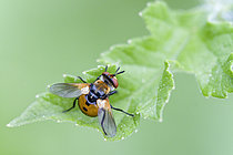 Biosphoto | 2619735 | Ladybird fly (Gymnosoma rotundatum) resting on a leaf of Giant hogweed (Heracleum mantegazzianum) in spring, Auvergne, France. | &copy; Monique Morin / Biosphoto