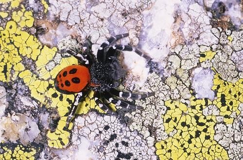 Biosphoto | 137930 | Ladybird spider on Lichens | &copy; Bartomeu Borrell / Biosphoto