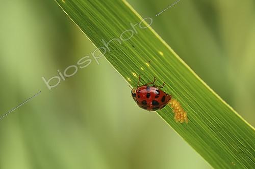 Biosphoto | 2154197 | Ladybug (Coccinellidae sp) laying on a blade of grass, France | &copy; Gil Gautier / Biosphoto