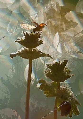Biosphoto | 2090791 | Ladybug (Coccinellidae sp) ready to fly on a flower against the light | &copy; Pedro Javier Pascual Hernandez / Biosphoto