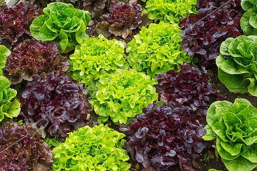 Biosphoto | 2083855 | Laitues 'Feuille de chêne' et 'Batavia' en mélange, Provence France | &copy; Philippe Giraud / Biosgarden / Biosphoto