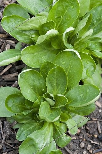 Biosphoto | 1941954 | Lamb's lettuces 'Baron' in a kitchen garden | &copy; Alexandre Petzold / Biosphoto