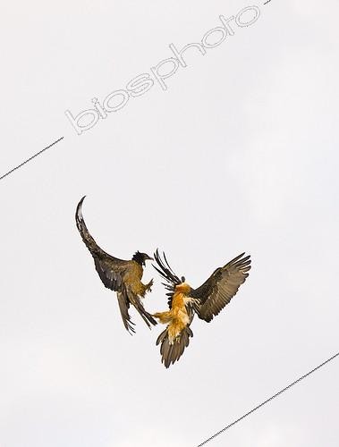 Biosphoto | 1871710 | Lammergeier fighting in flight Simien Mountains Ethiopia  | &copy; Juan-Carlos Muñoz / Biosphoto
