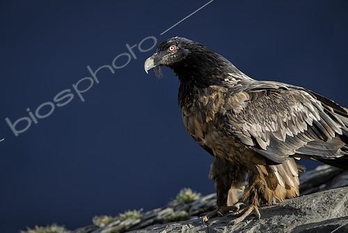 Biosphoto | 2098617 | Lammergeier (Gypaetus barbatus), 2nd year immature, Spanish Pyrenees | &copy; Ignacio Yufera / Biosphoto