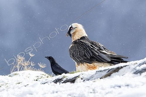 Biosphoto | 2098609 | Lammergeier (Gypaetus barbatus), adult with Carrion Crow (Corvus corone) in falling snow, Spanish Pyrenees | &copy; Ignacio Yufera / Biosphoto