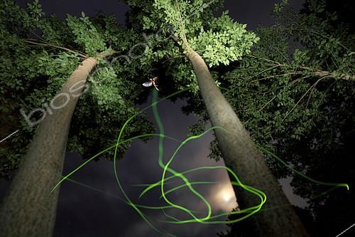 Biosphoto | 2081601 | Lampyridae male in the night during swarming time in June, on Midsummer night | &copy; Zoltan Ritzel / Biosphoto