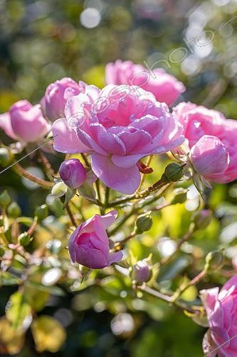 Biosphoto | 2592190 | Landscape rose 'The Fairy', autumn flowering | &copy; Marie Aymerez / Biosphoto