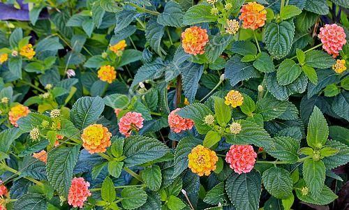 Biosphoto | 2611319 | Lantana flowers, Jardin des plantes, Le Mans, Sarthe, France | &copy; Michel Gile / Biosphoto