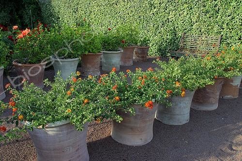 Biosphoto | 154774 | Lantanas oranges en pot au Jardin de l'Alchimiste ; Commune d'Eygalières. 'L'oeuvre au rouge'. Paysagistes : Arnaud Maurières et Eric Ossart. | &copy; MG de Saint Venant / Biosphoto