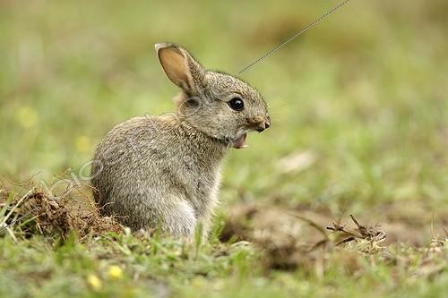 Biosphoto | 95626 | Lapin de garenne baillant devant son terrier France | &copy; Rémy Courseaux / Biosphoto