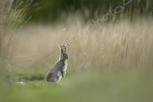 Biosphoto | 59201 | Lapin de garenne debout dans un chemin non fauché Aube ; Forêt de la Perte | &copy; Rémy Courseaux / Biosphoto