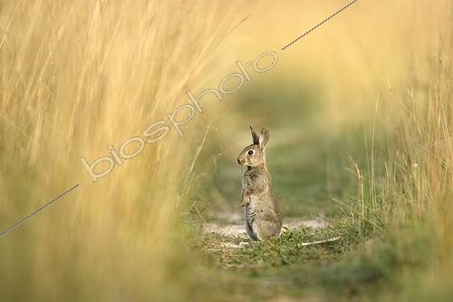 Biosphoto | 59202 | Lapin de garenne debout dans un chemin non fauché Aube ; Forêt de la Perte | &copy; Rémy Courseaux / Biosphoto