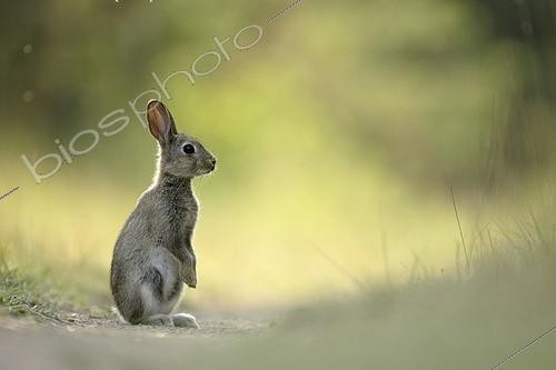 Biosphoto | 95632 | Lapin de garenne sur un chemin en forêt de la Perte France | &copy; Rémy Courseaux / Biosphoto
