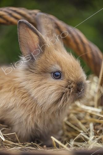 Biosphoto | 2037092 | Lapin nain dans un panier en osier - France | &copy; Vincent M. / Biosphoto