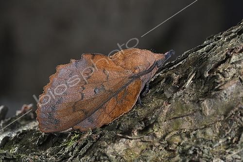 Biosphoto | 2490732 | Lappet moth (Gastropacha quercifolia) on bark, Saint-Brieuc, Côtes d'Armor, Brittany, France | &copy; Dominique Halleux / Biosphoto
